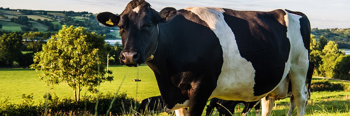 Yeo Valley milks business benefits with full-fibre broadband - Vimarsana News